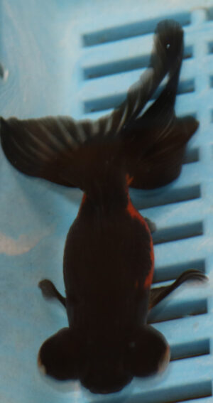 High Quality Telescopic Eye Fantail 9-11cm (RR66)