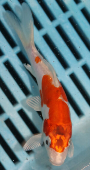 4-5'' Hand Selected Koi Carp  (KR11)