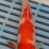 6-7'' Hand Selected Koi Carp (KR44)