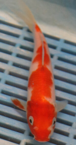 6-7'' Hand Selected Koi Carp (KR44)