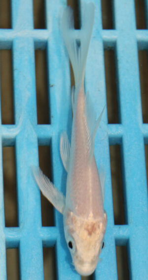 3-4''  Hand Selected Ghost Butterfly Koi Carp (KR69)