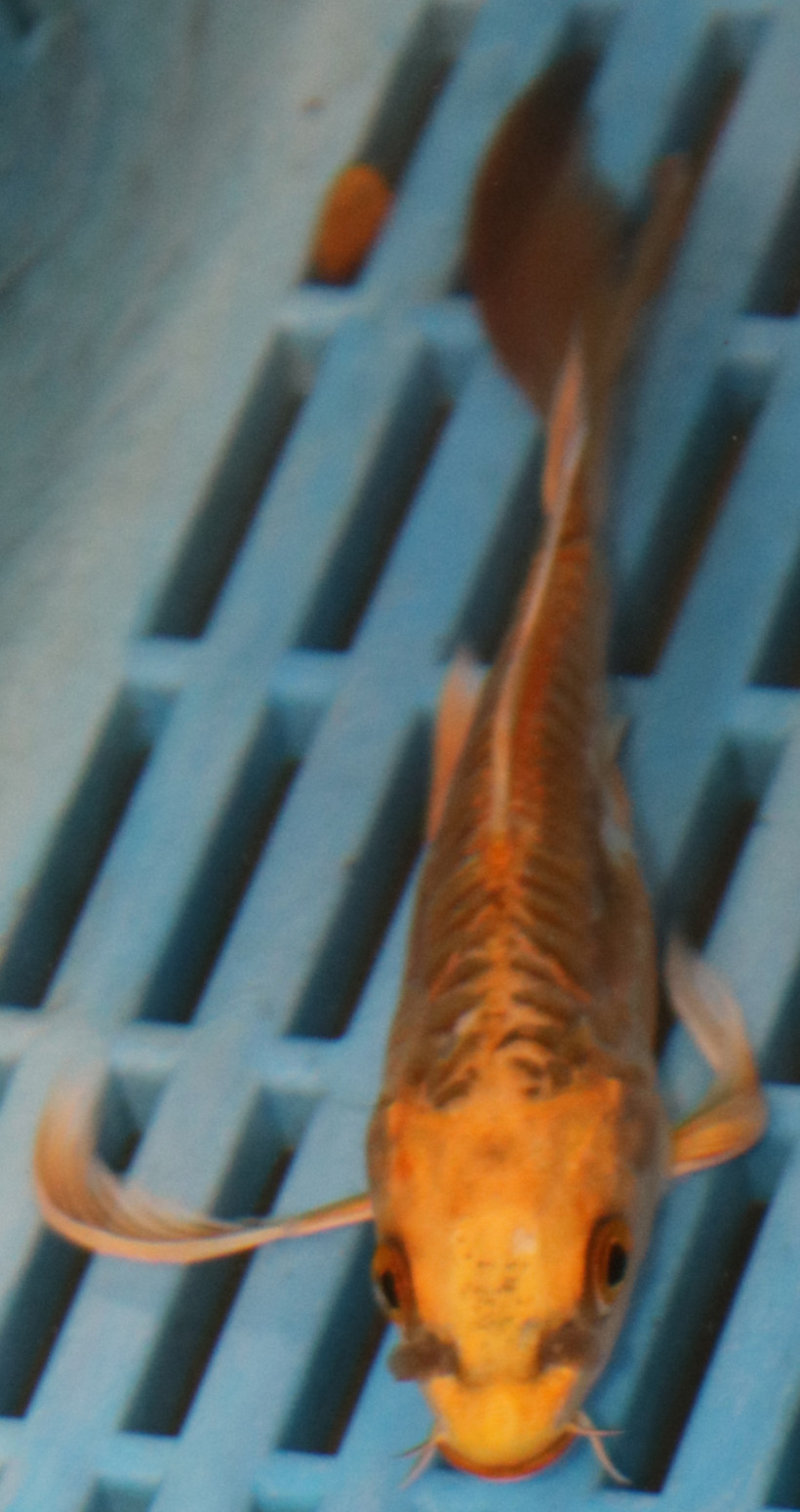 5-6'' Hand Selected Ghost Butterfly Koi Carp (BK61)