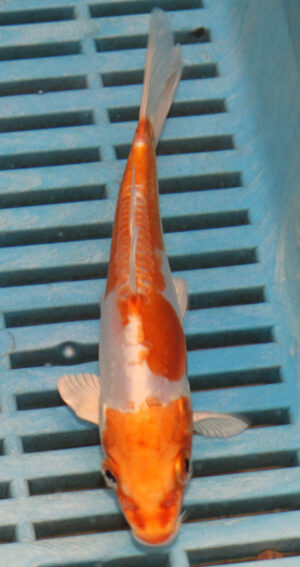 5-6'' Hand Selected Koi Carp (KR31)