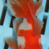 High Quality Oranda 9-11cm (RR102)
