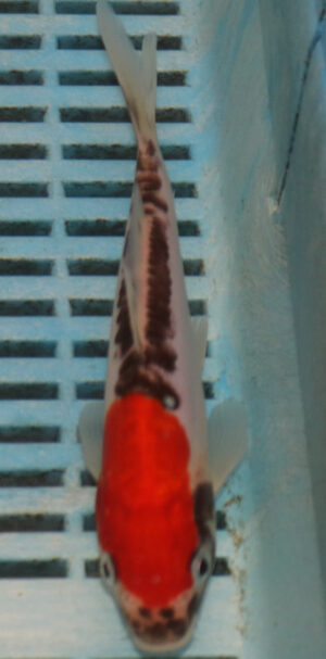6-7'' Hand Selected Koi Carp (KC29)