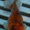 5-6cm High Quality Oranda (OR13)