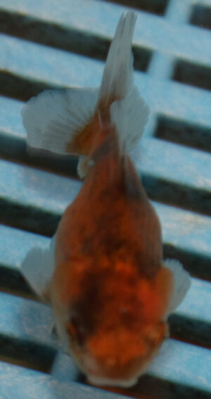 5-6cm High Quality Oranda (OR13)
