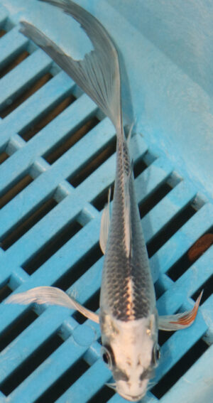 5-6'' Hand Selected Ghost Butterfly Koi Carp (BK62)