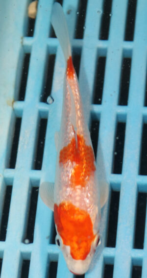 4-5'' Hand Selected Koi Carp  (KR12)