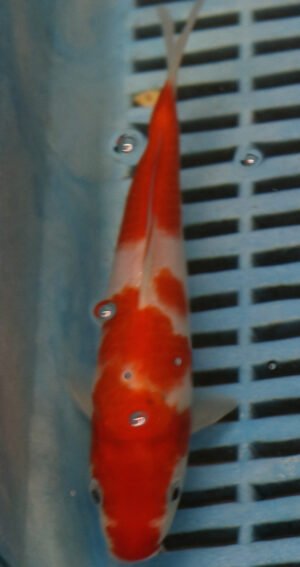 6-7'' Hand Selected Koi Carp (KR45)