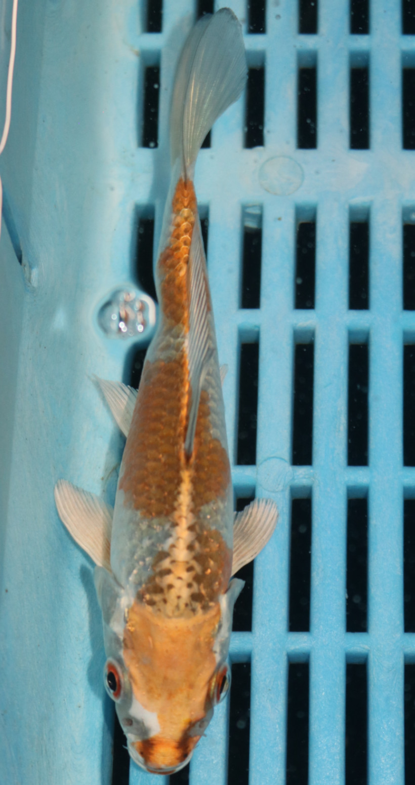 5-6'' Hand Selected Koi Carp (KR32)