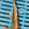 5-6'' Hand Selected Ghost Butterfly Koi Carp (BK63)