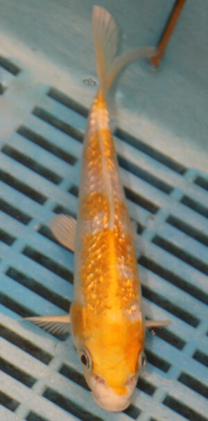 6-7'' Hand Selected Koi Carp (KC30)