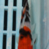 4-5'' Hand Selected Koi Carp  (KR13)
