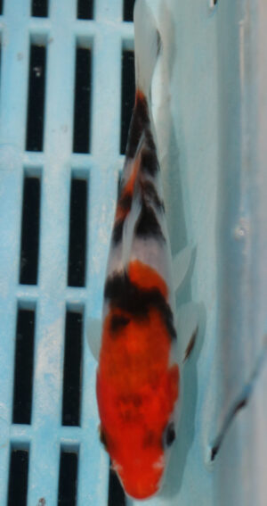 4-5'' Hand Selected Koi Carp  (KR13)