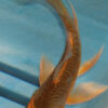 3-4''  Hand Selected Ghost Butterfly Koi Carp (KR71)