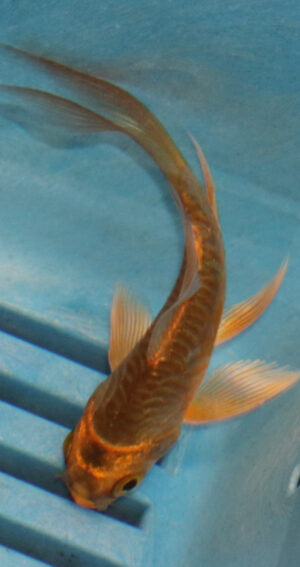 3-4''  Hand Selected Ghost Butterfly Koi Carp (KR71)