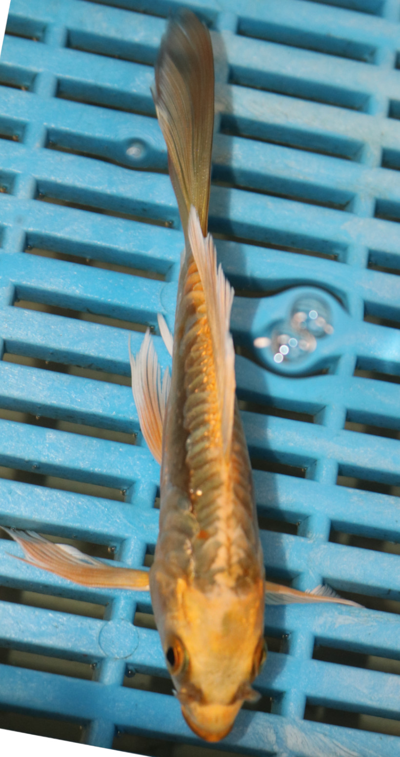 5-6'' Hand Selected Ghost Butterfly Koi Carp (BK63)