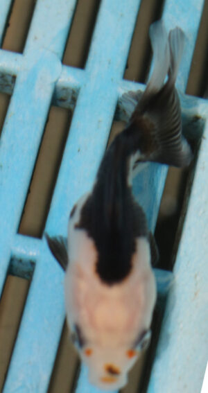 5-6cm High Quality Oranda (OR15)