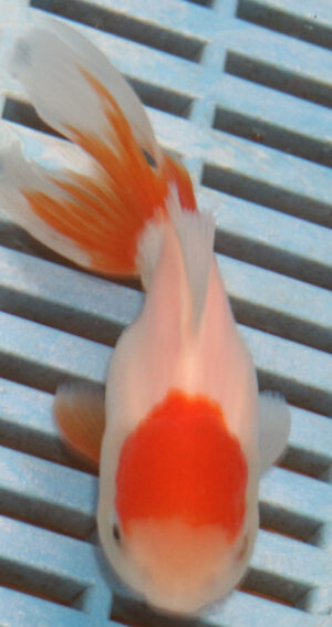 High Quality Oranda 9-11cm (RR104)
