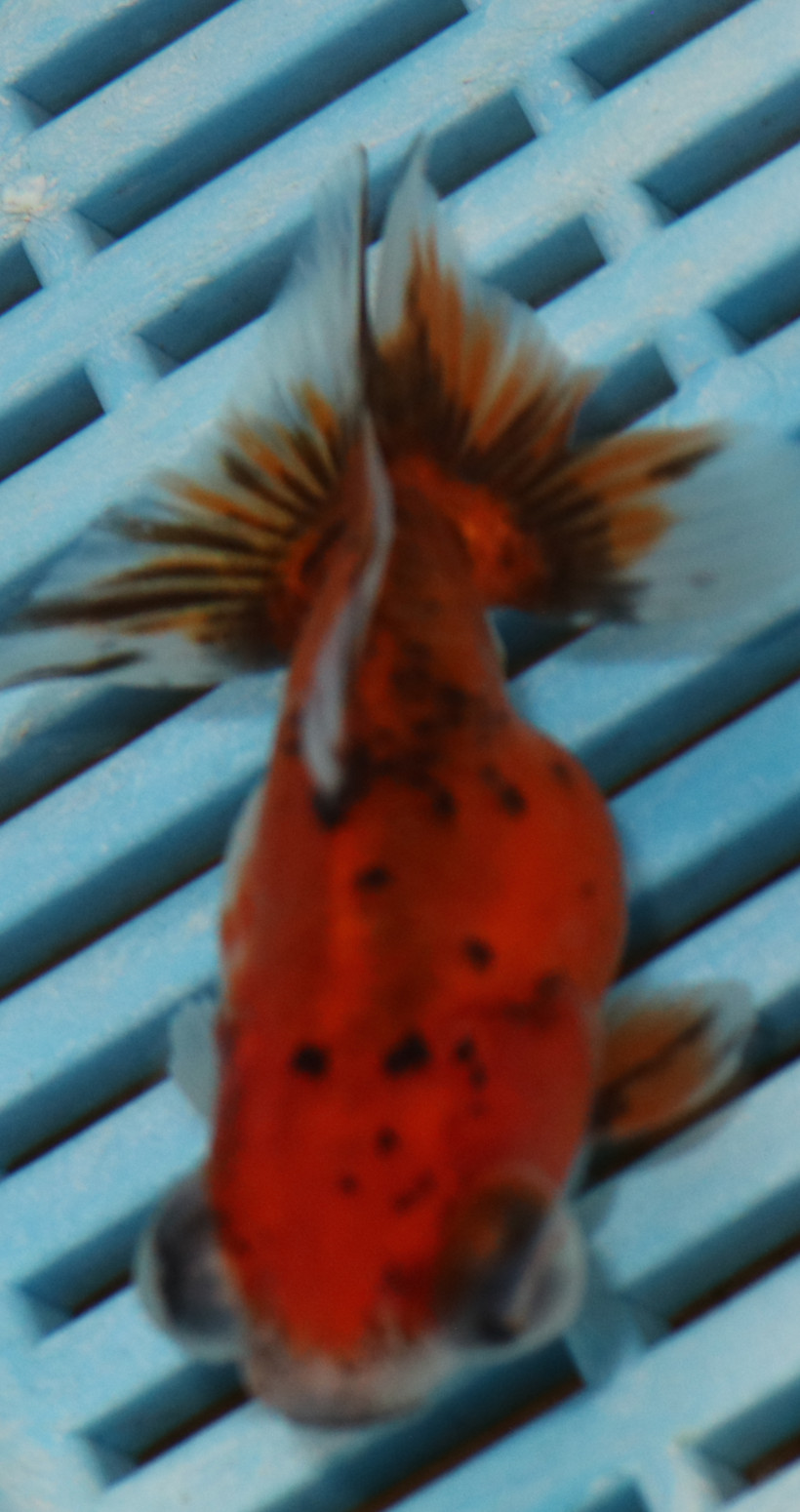 High Quality Telescopic Eye Fantail 9-11cm (RR68)