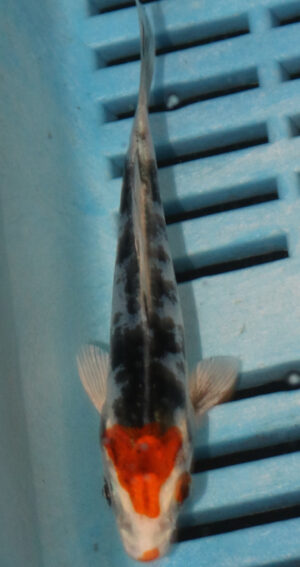 4-5'' Hand Selected Koi Carp  (KR14)