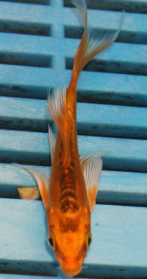 3-4'' Hand Selected Ghost Butterfly Koi Carp (KR72)