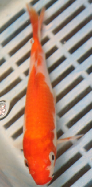 6-7'' Hand Selected Koi Carp (KC32)