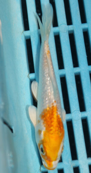 4-5'' Hand Selected Koi Carp  (KR15)