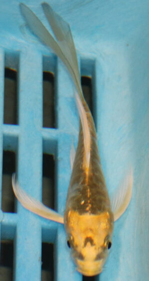 3-4'' Hand Selected Ghost Butterfly Koi Carp (KR73)