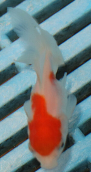 5-6cm High Quality Oranda (OR17)