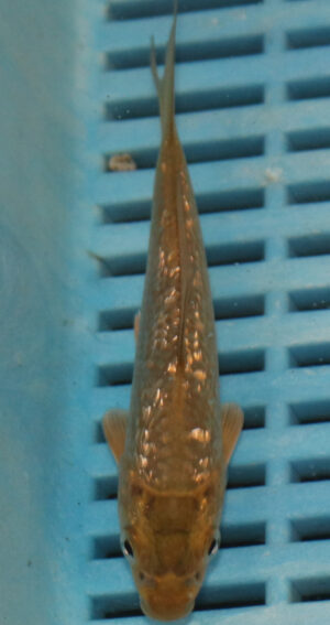4-5'' Hand Selected Koi Carp  (KR16)
