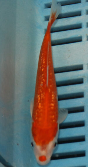 4-5'' Hand Selected Koi Carp  (KR17)