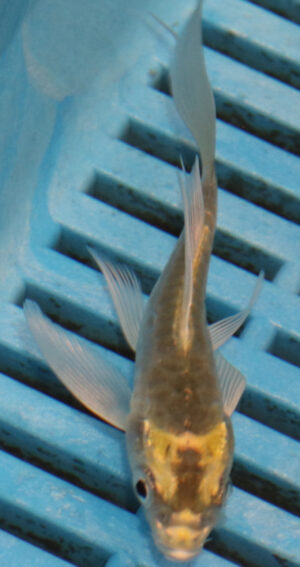 3-4''  Hand Selected Ghost Butterfly Koi Carp (KR75)