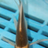 3-4''  Hand Selected Butterfly Koi (BK87)
