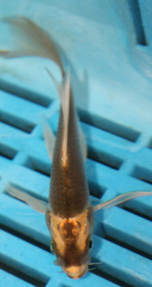 3-4''  Hand Selected Butterfly Koi (BK87)