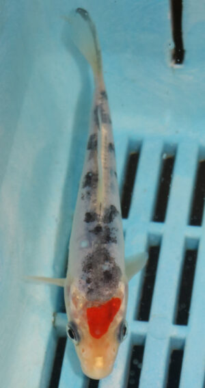 4-5'' Hand Selected Koi Carp  (KR18)