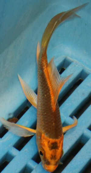 3-4''  Hand Selected Ghost Butterfly Koi Carp (KR76)