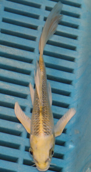 5-6'' Hand Selected Ghost Butterfly Koi Carp (BK68)