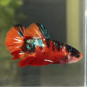 Photograhed Betta 6