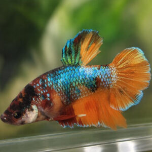 Photograhed Betta 1