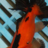 High Quality Telescopic Eye Fantail 9-11cm (RR91)