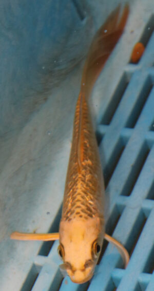 5-6'' Hand Selected Ghost Butterfly Koi Carp (BK51)
