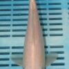 9/10'' Hand Selected Koi Carp (FR2)