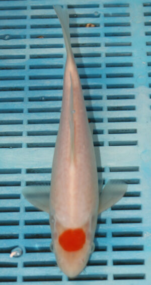 9/10'' Hand Selected Koi Carp (FR2)