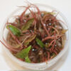 Cryptocoryne Flamingo in Vitro gel cup 