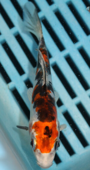 4-5'' Hand Selected Koi Carp  (KR2)