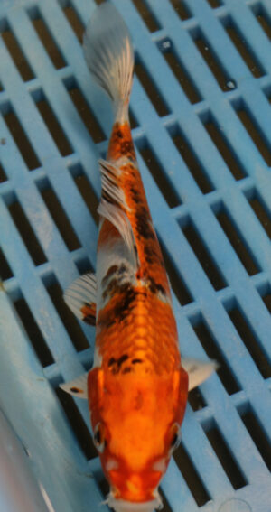 6-7'' Hand Selected Koi Carp (KR34)