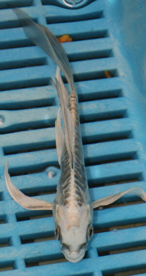 5-6'' Hand Selected Ghost Butterfly Koi Carp (KR47)
