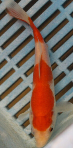 5-6'' Hand Selected Koi Carp (KC8)